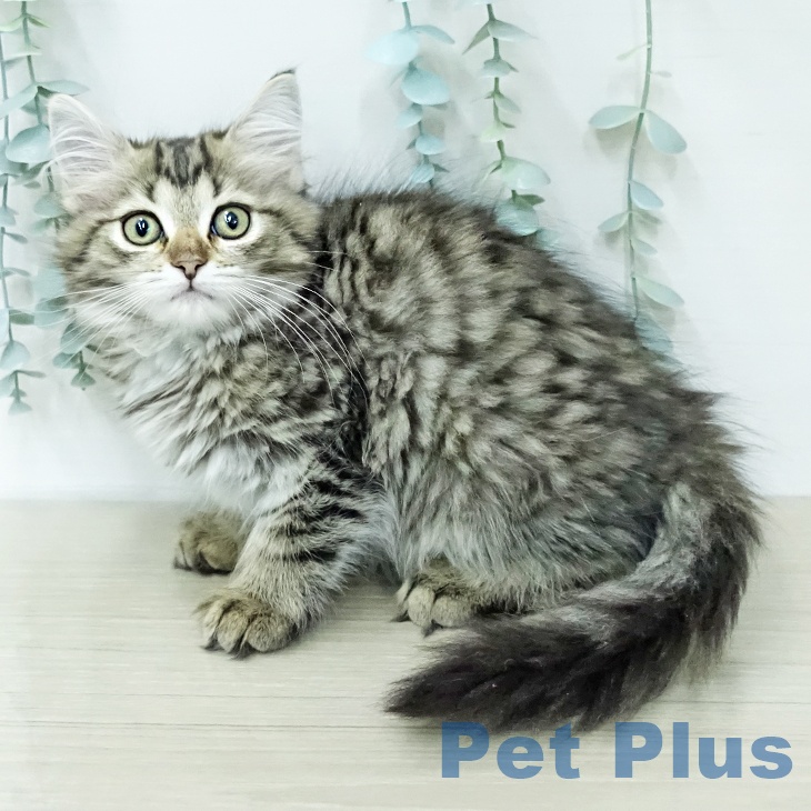 山梨県のサイベリアン (ペットプラス 甲府昭和店/2026年1月15日生まれ/女の子/ブラウンタビーホワイト)の子猫の1枚目の画像