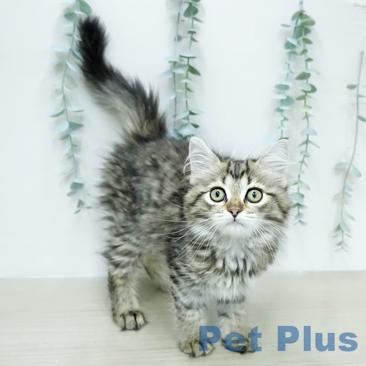 山梨県のサイベリアン (ペットプラス 甲府昭和店/2026年1月15日生まれ/女の子/ブラウンタビーホワイト)の子猫の2枚目の画像