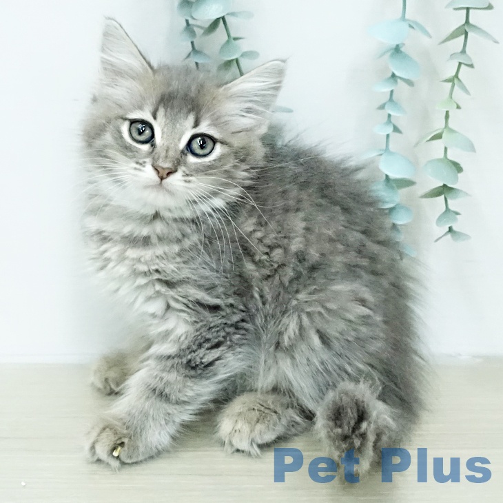 千葉県のサイベリアン (ペットプラス 幕張新都心店/2026年1月15日生まれ/女の子/ブルータビーホワイト)の子猫の1枚目の画像