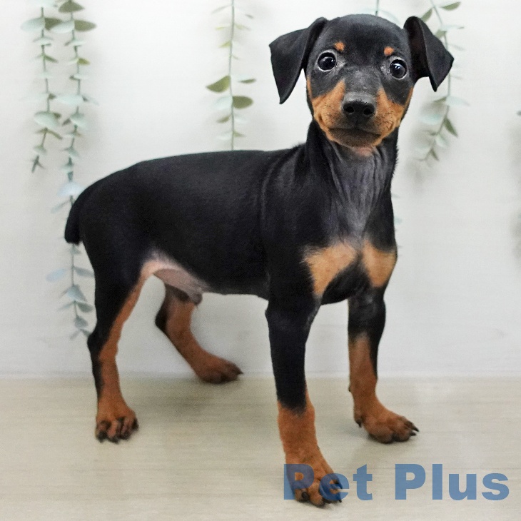 埼玉県のミニチュアピンシャー (ペットプラス 羽生店/2026年1月17日生まれ/男の子/ブラックタン)の子犬