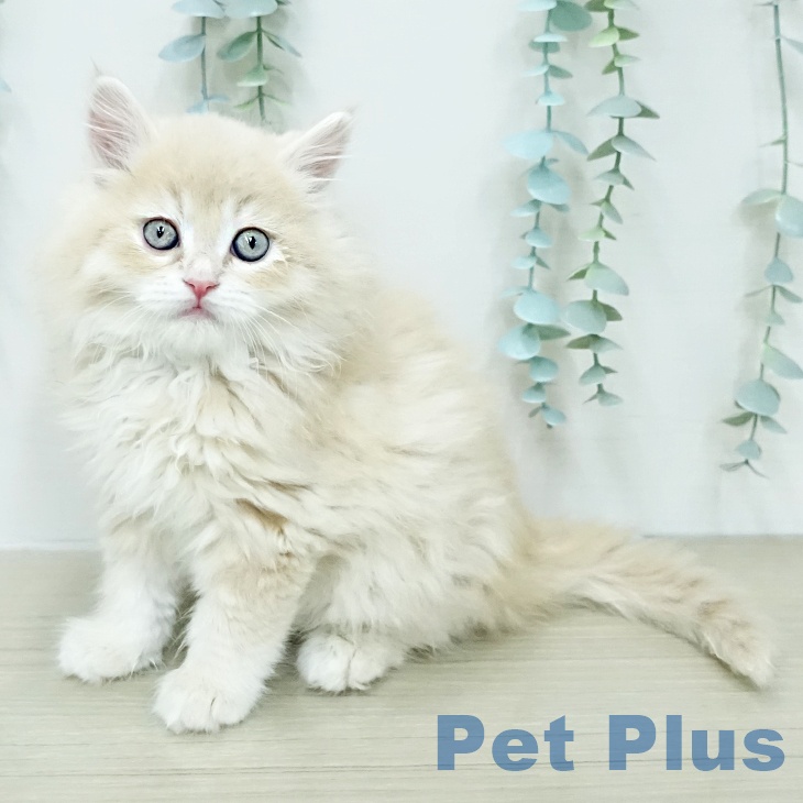 群馬県のサイベリアン (ペットプラス イオンモール太田店/2026年1月19日生まれ/男の子/クリームマッカレルタビー)の子猫の1枚目の画像