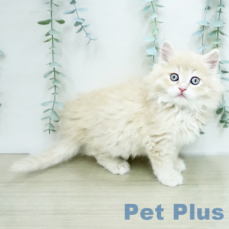 群馬県のサイベリアン (ペットプラス イオンモール太田店/2026年1月19日生まれ/男の子/クリームマッカレルタビー)の子猫の2枚目の画像