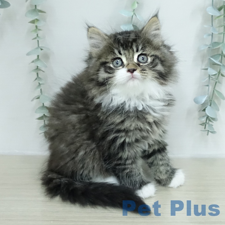 サイベリアンの写真2