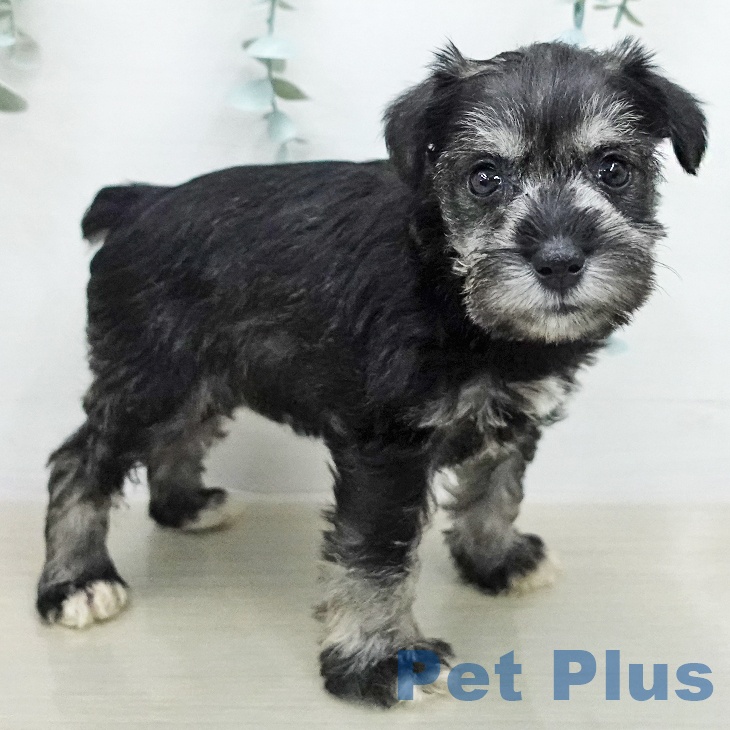 ミニチュア・シュナウザーの写真2