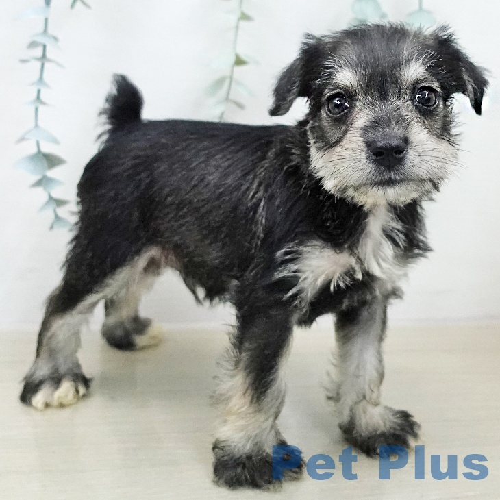 ミニチュア・シュナウザー