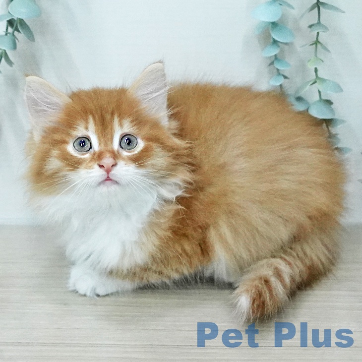 神奈川県のサイベリアン (ペットプラス テラスモール湘南店/2026年1月17日生まれ/男の子/レッドタビーホワイト)の子猫