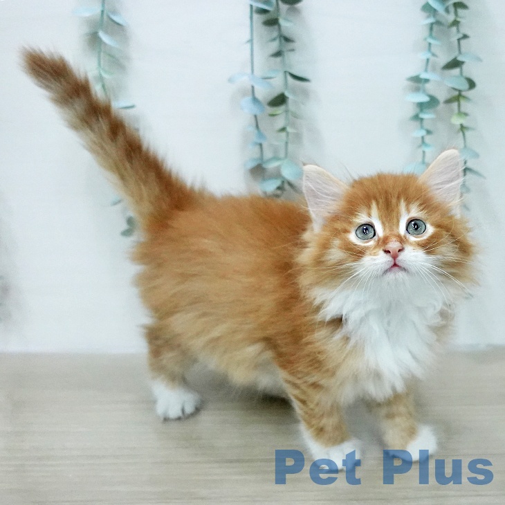 神奈川県のサイベリアン (ペットプラス テラスモール湘南店/2026年1月17日生まれ/男の子/レッドタビーホワイト)の子猫の2枚目の画像