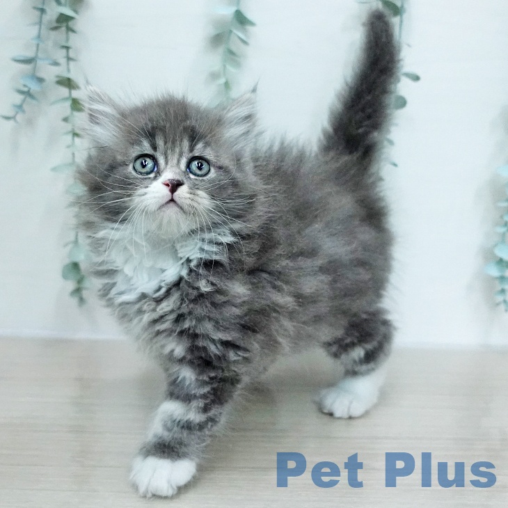 サイベリアンの写真2