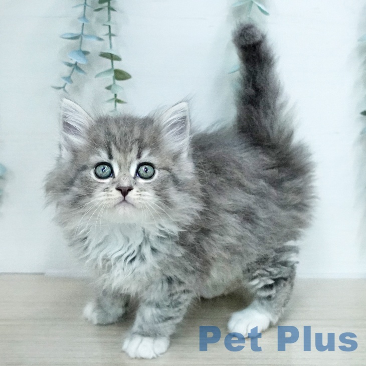 サイベリアンの写真2