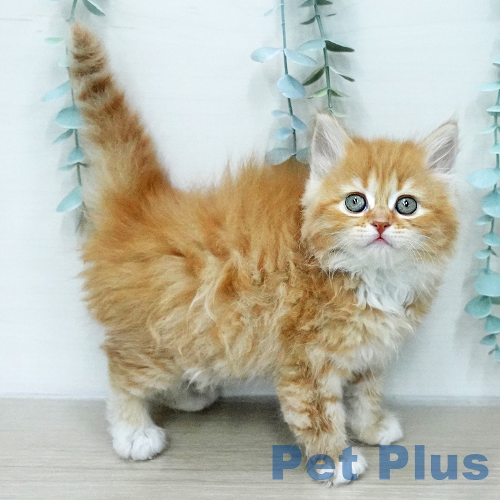 サイベリアンの写真2