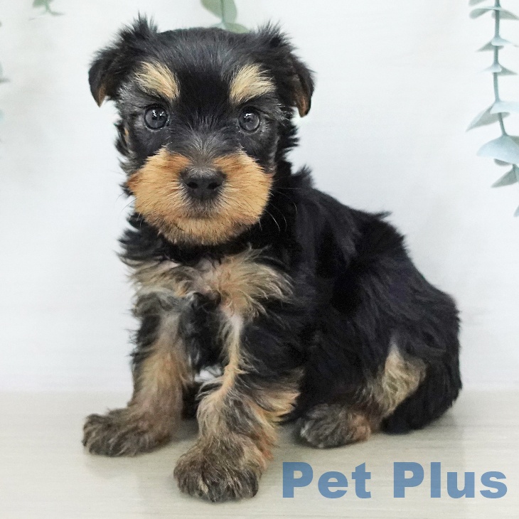 ヨークシャー・テリア