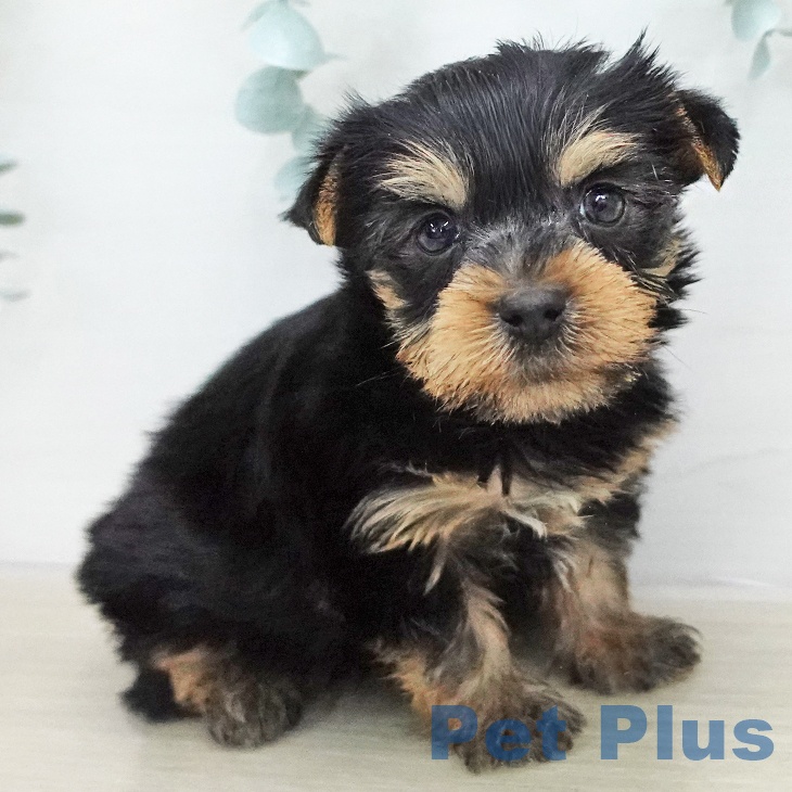 山梨県のヨークシャーテリア (ペットプラス 甲府昭和店/2026年1月17日生まれ/男の子/スチールブルータン)の子犬