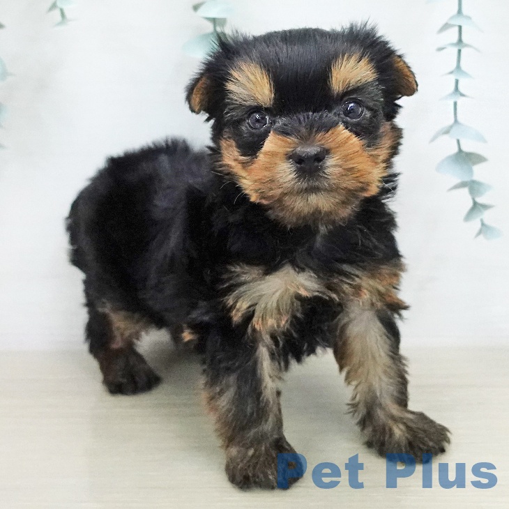 ヨークシャー・テリアの写真2