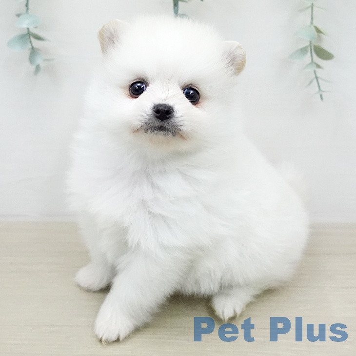 茨城県のポメラニアン (ペットプラス つくば店/2026年1月19日生まれ/男の子/ホワイト)の子犬の1枚目の画像