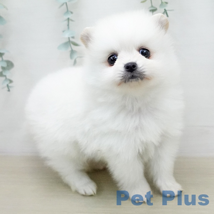 茨城県のポメラニアン (ペットプラス つくば店/2026年1月19日生まれ/男の子/ホワイト)の子犬の2枚目の画像