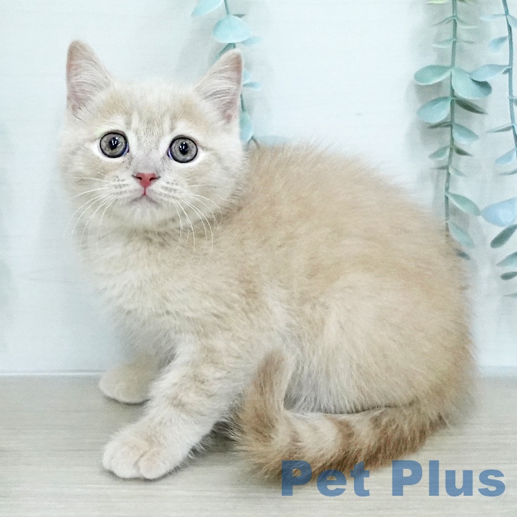 埼玉県のブリティッシュショートヘアー (ペットプラス 川口店/2026年1月5日生まれ/男の子/クリームタビー)の子猫の1枚目の画像