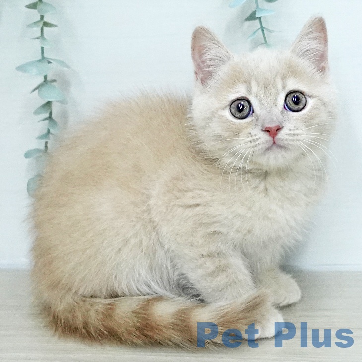 埼玉県のブリティッシュショートヘアー (ペットプラス 川口店/2026年1月5日生まれ/男の子/クリームタビー)の子猫の2枚目の画像