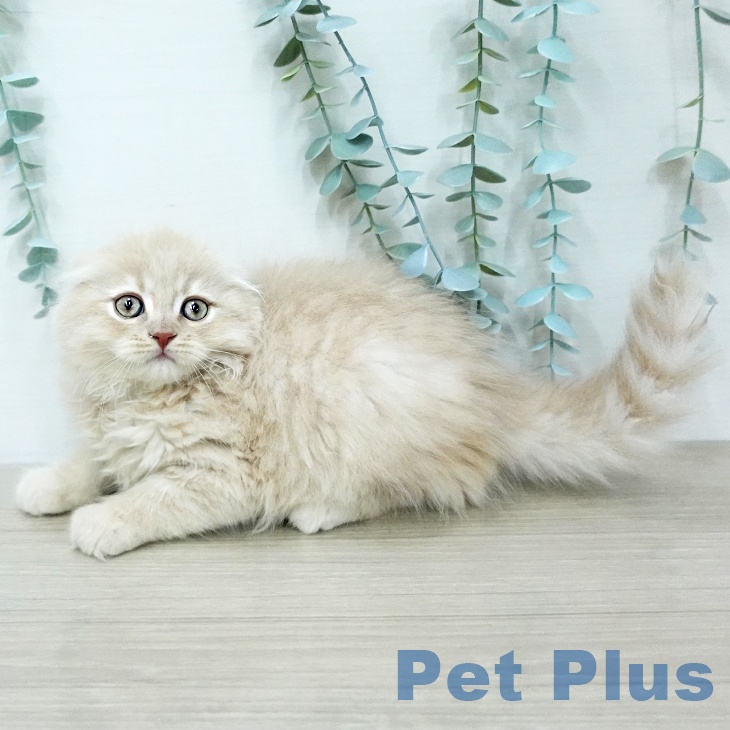 山形県のスコティッシュフォールド (ペットプラス 天童店/2026年1月9日生まれ/男の子/クリーム)の子猫の1枚目の画像