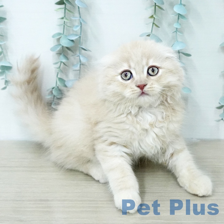 山形県のスコティッシュフォールド (ペットプラス 天童店/2026年1月9日生まれ/男の子/クリーム)の子猫の2枚目の画像