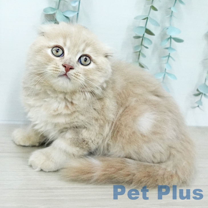 スコティッシュフォールド