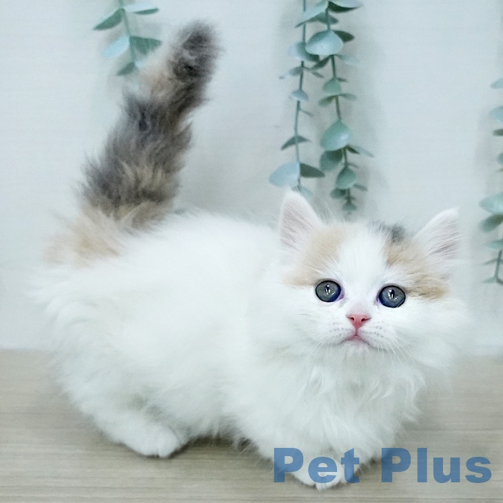 埼玉県のマンチカン (ペッツワン 浦和美園店/2026年1月18日生まれ/女の子/ダイリュートキャリコ)の子猫の1枚目の画像