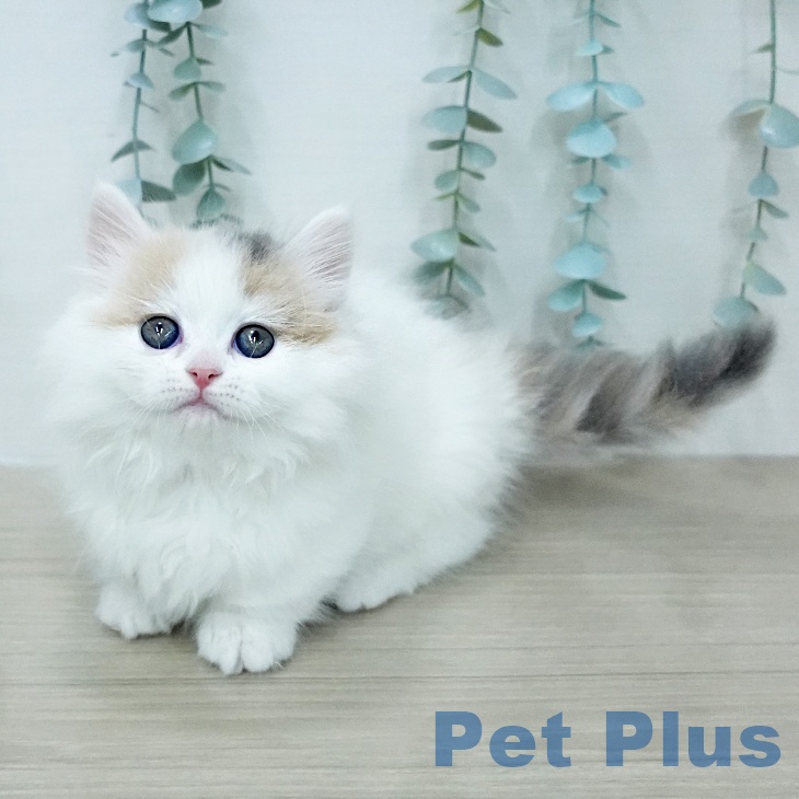 埼玉県のマンチカン (ペッツワン 浦和美園店/2026年1月18日生まれ/女の子/ダイリュートキャリコ)の子猫の2枚目の画像