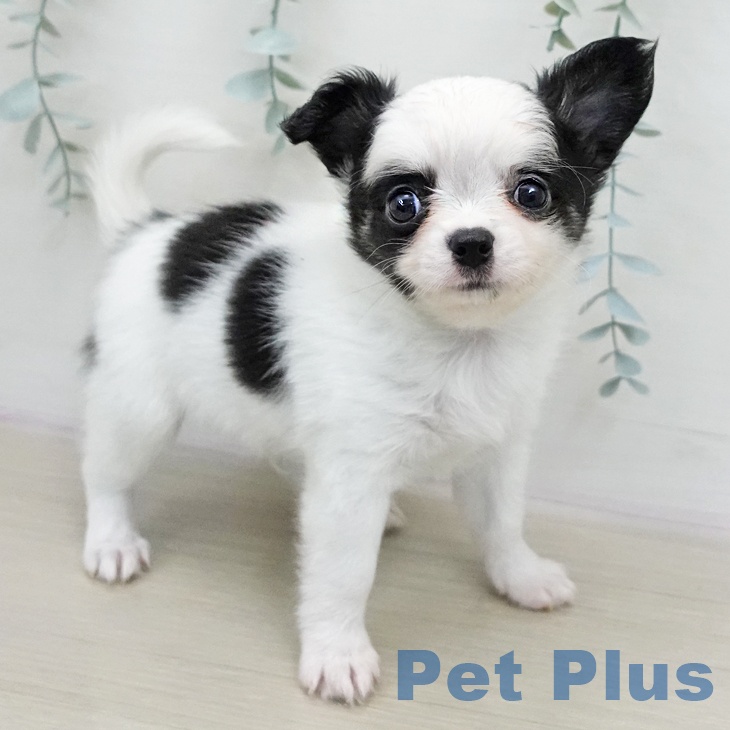 千葉県のチワワ(ロング) (ペットプラス 木更津店/2026年1月19日生まれ/男の子/ホワイトブラックタン)の子犬の2枚目の画像