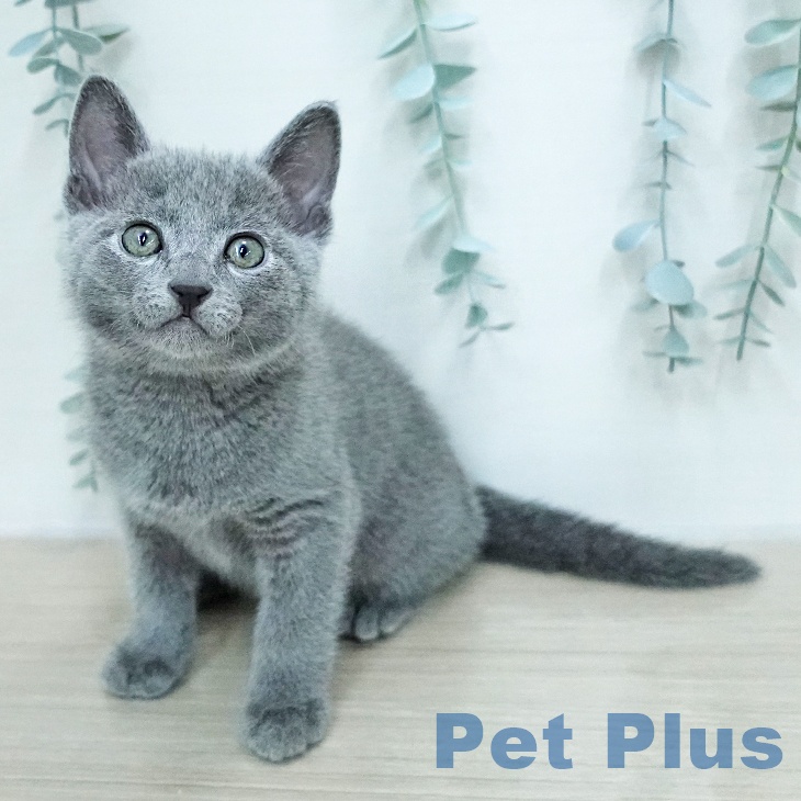 ロシアンブルー