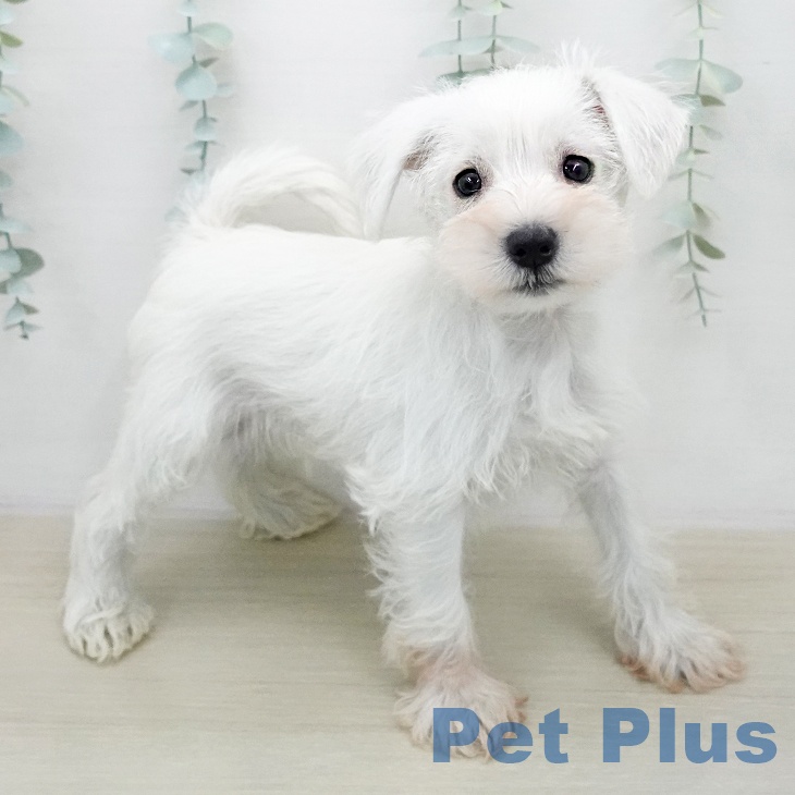 ミニチュア・シュナウザー