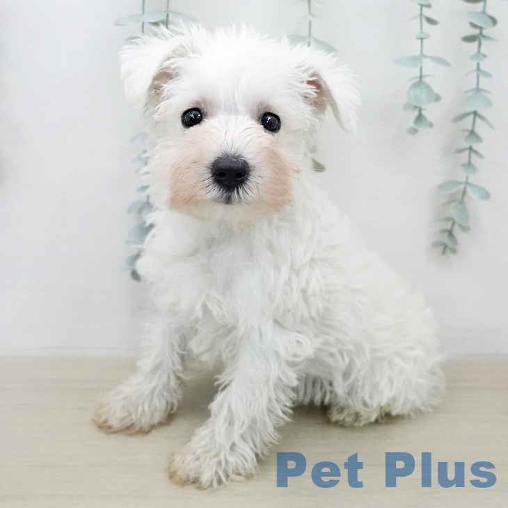 埼玉県のミニチュアシュナウザー (ペッツワン 新座店/2026年1月19日生まれ/男の子/ホワイト)の子犬