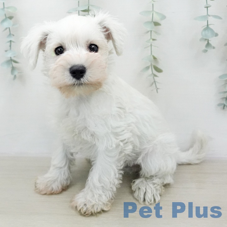 ミニチュア・シュナウザー