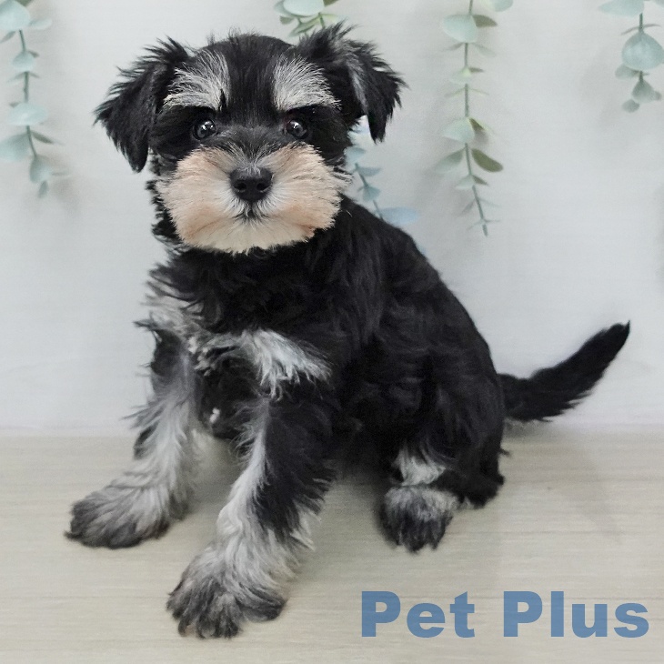 東京都のミニチュアシュナウザー (ペッツワン 青梅インター店/2026年1月19日生まれ/女の子/ブラックシルバー)の子犬の1枚目の画像