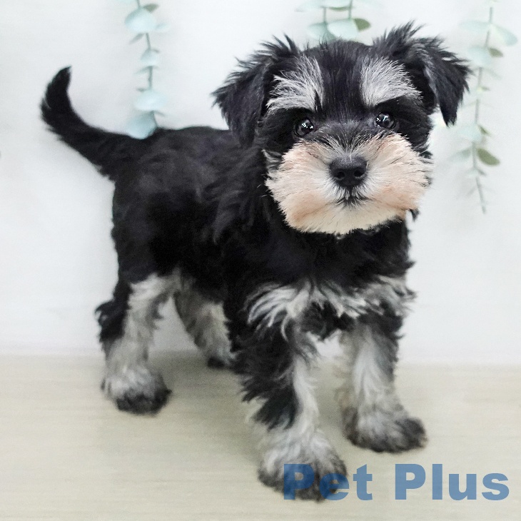 東京都のミニチュアシュナウザー (ペッツワン 青梅インター店/2026年1月19日生まれ/女の子/ブラックシルバー)の子犬の2枚目の画像
