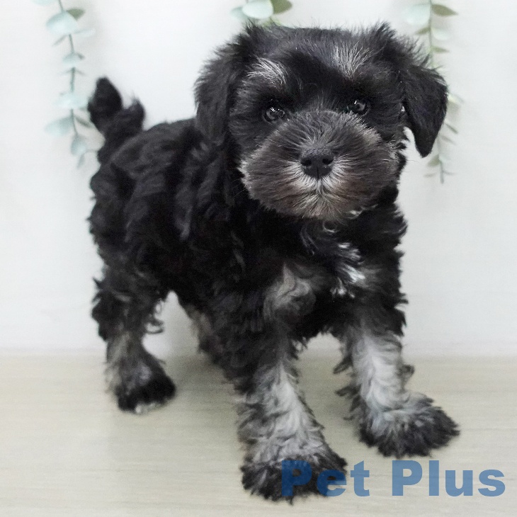 ミニチュア・シュナウザーの写真2