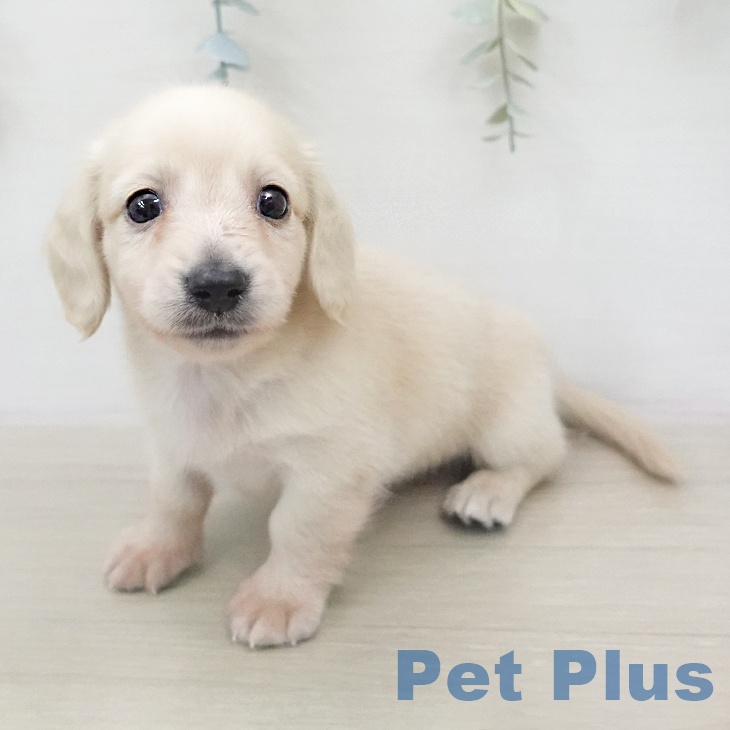 ミニチュア・ダックスフンド