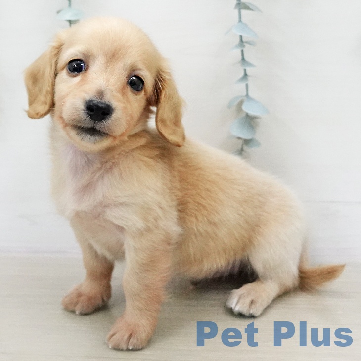 ミニチュア・ダックスフンド