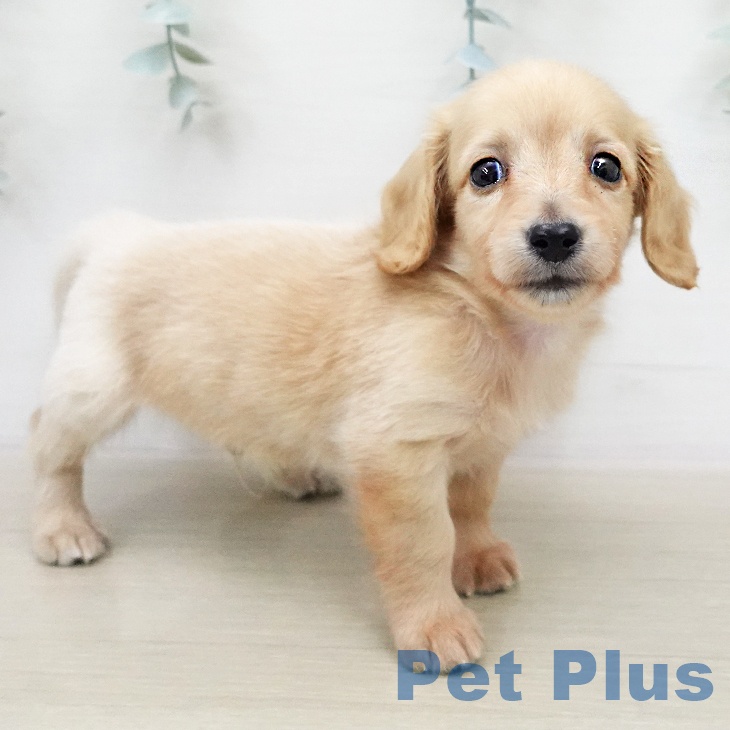 ミニチュア・ダックスフンド