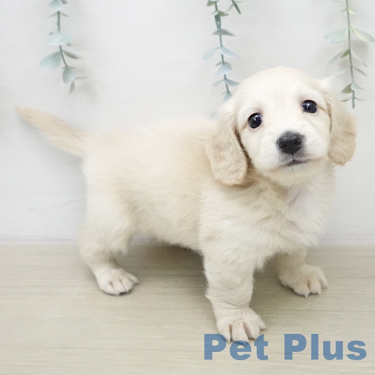 ミニチュア・ダックスフンドの写真2