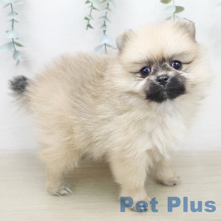 ポメラニアンの写真2