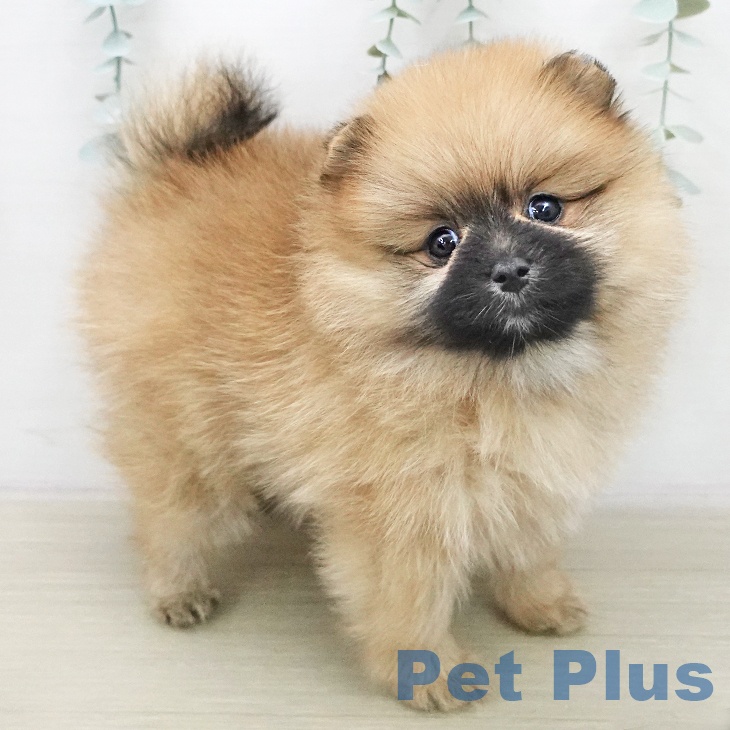 ポメラニアン