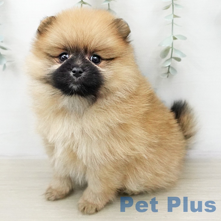 ポメラニアン