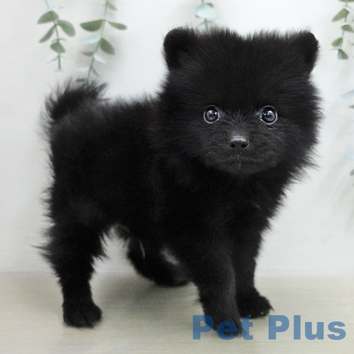 千葉県のポメラニアン (ペットプラス 船橋店/2026年1月19日生まれ/男の子/ブラック)の子犬
