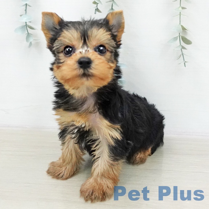 ヨークシャー・テリア