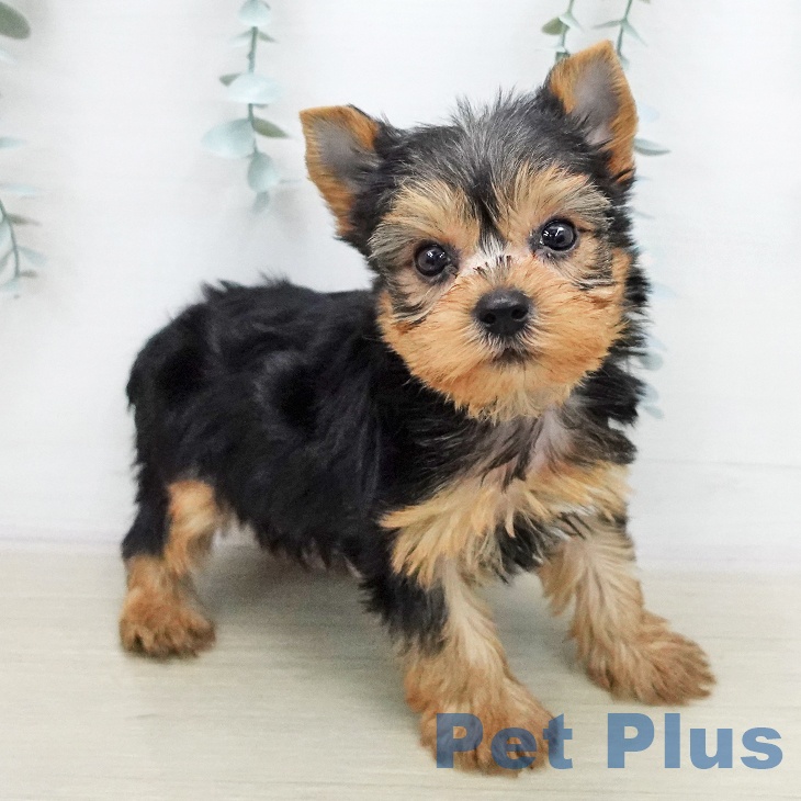 ヨークシャー・テリア