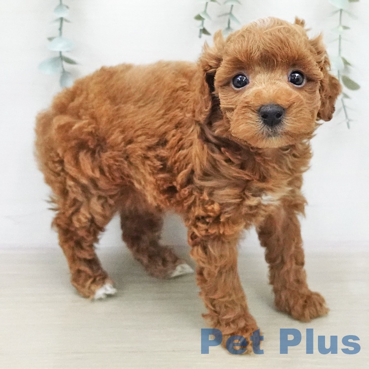 トイ・プードルの写真2