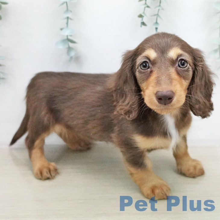 ミニチュア・ダックスフンド