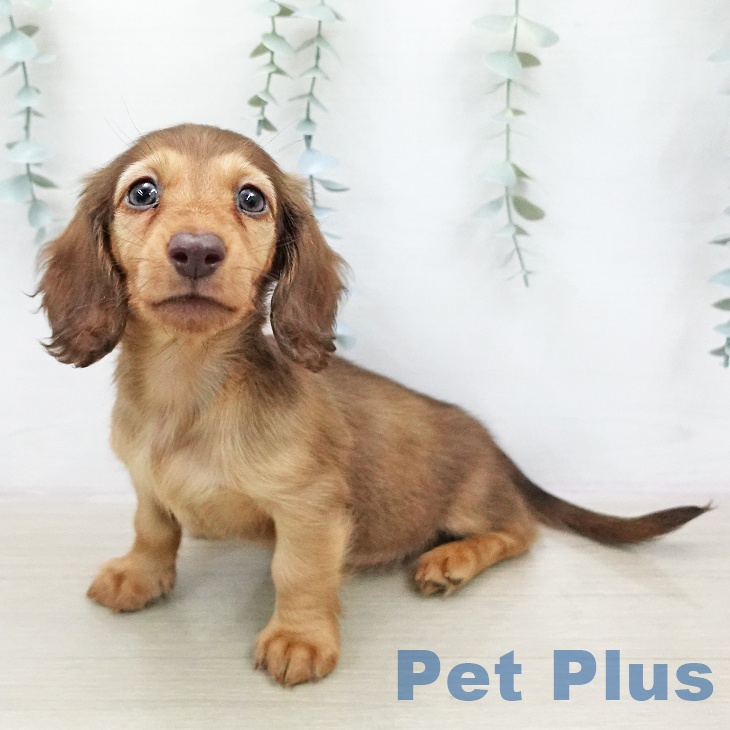 ミニチュア・ダックスフンド