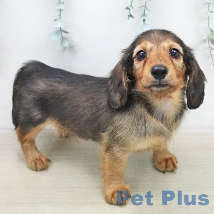 ミニチュア・ダックスフンド