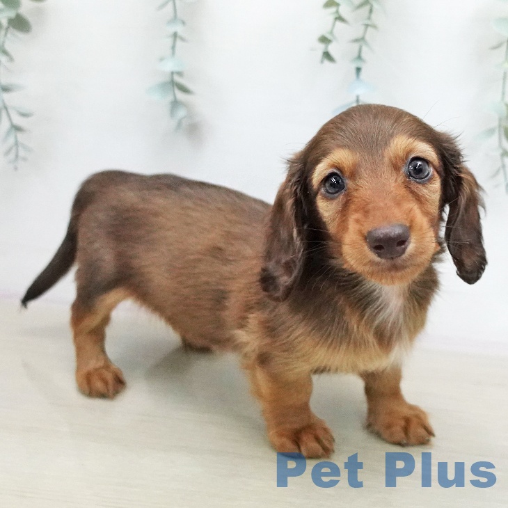 ミニチュア・ダックスフンド