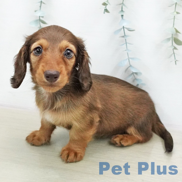 ミニチュア・ダックスフンド